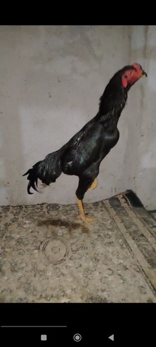 Kareya jojalar sotiladi