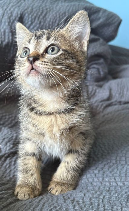 Отдадим котят в добрые руки
