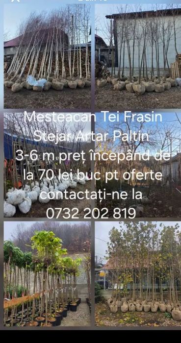 Tuia leilandy la ghiveci