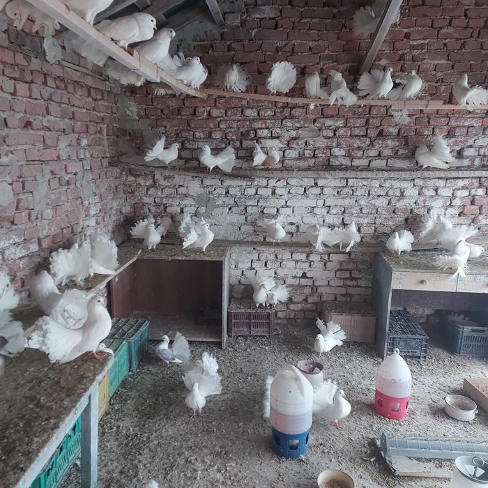 продавам гълъби финерлии - бели и пъстри