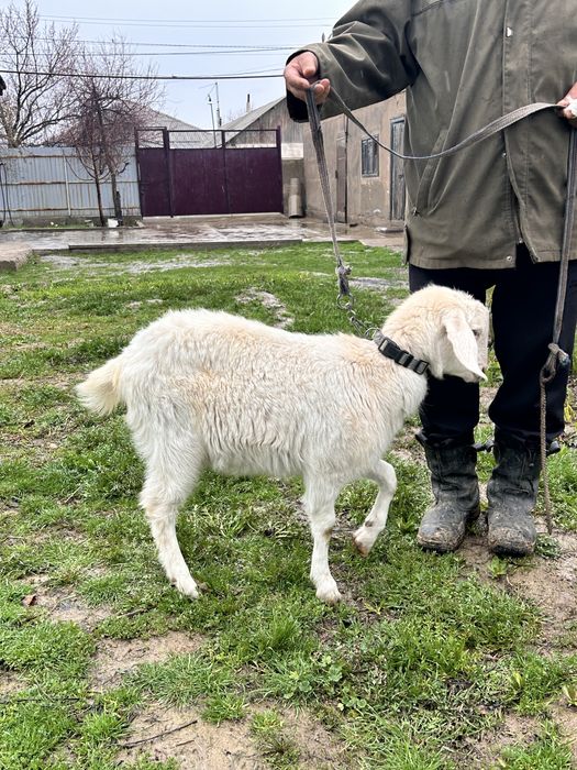 Альпи буаз шыбыш сатылады