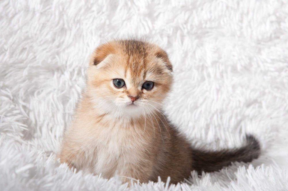 Золотая шиншилла вислоухая фото Золотая шиншилла вислоухая фото