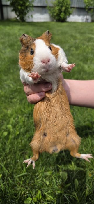Морская свинка 3 месяца