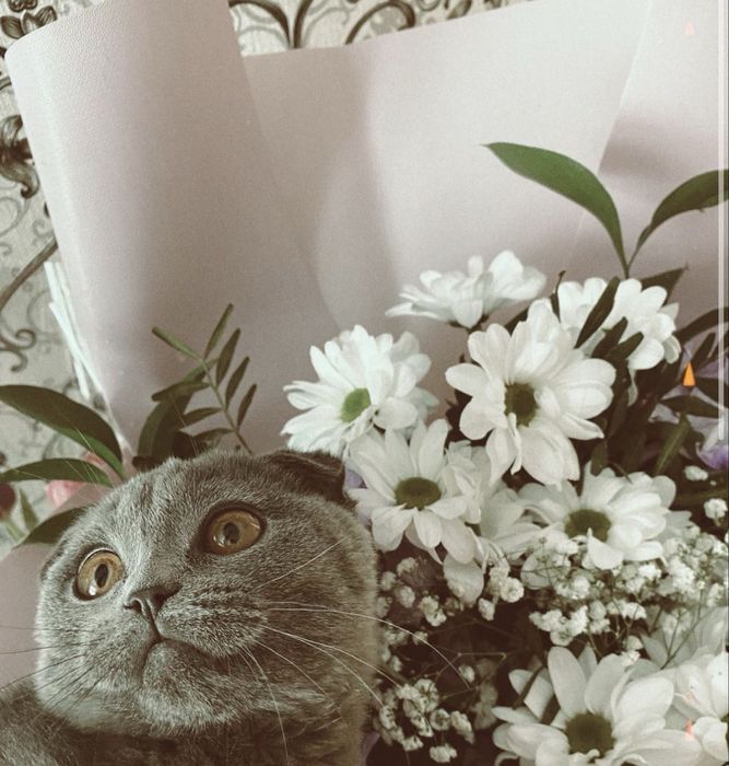 Отдам британскую кошку