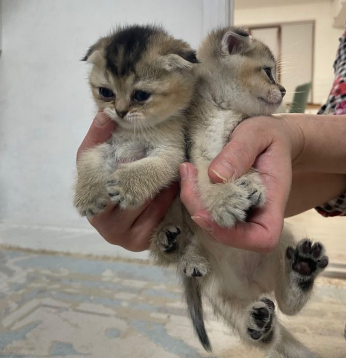 Продается Шотланкие Шиншиллы