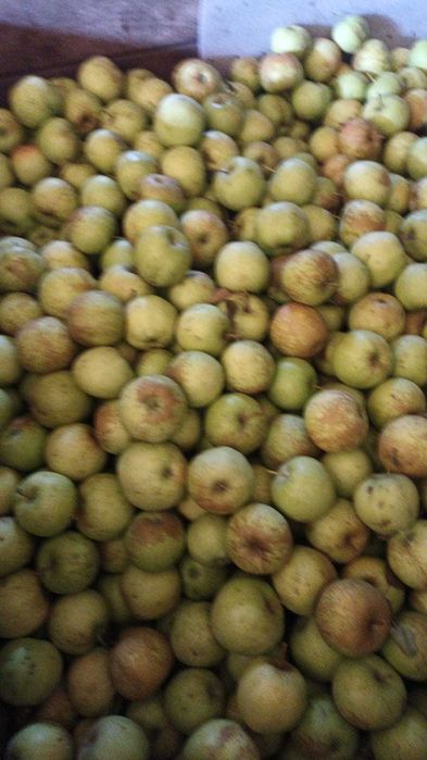 Mere, fructe proaspete bio direct de la producator