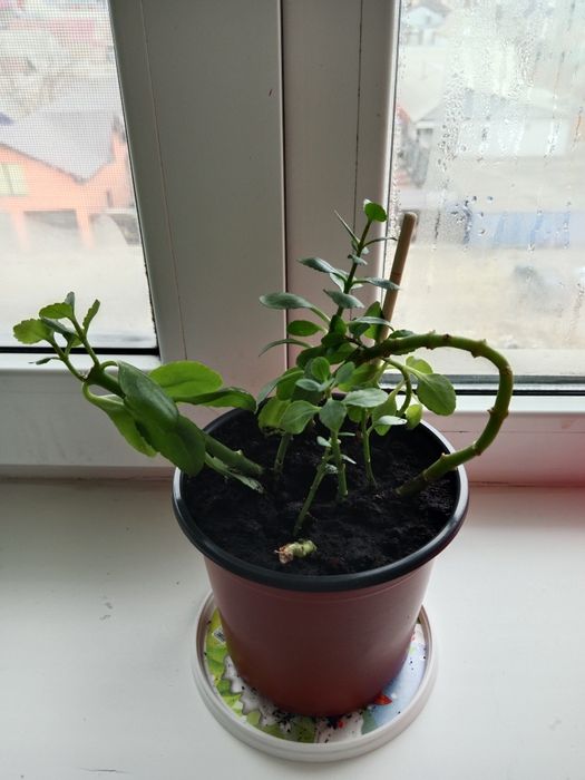 Растения  разные