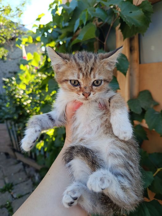 Отдам котят в добрые руки