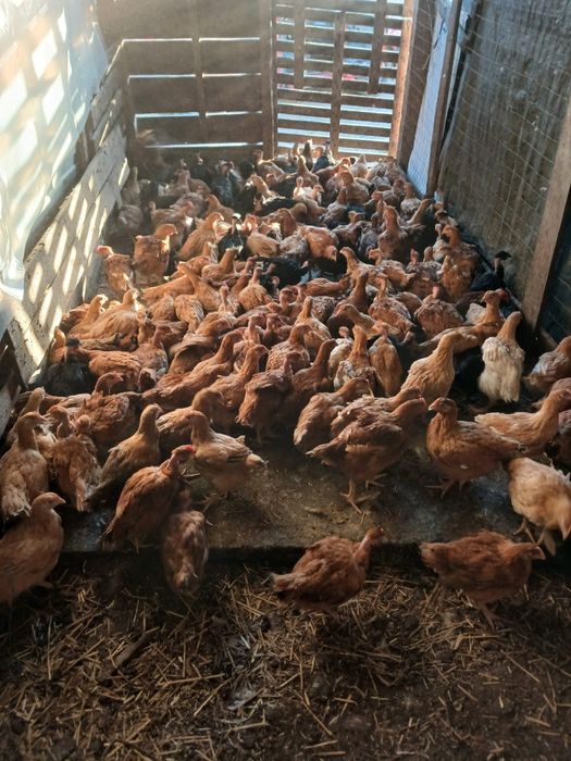 Vând pui rasă mixta