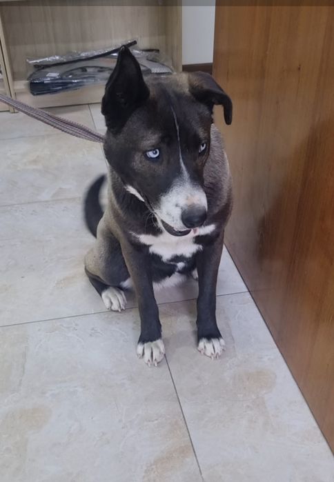 Тинки ищет дом. Доставлю!