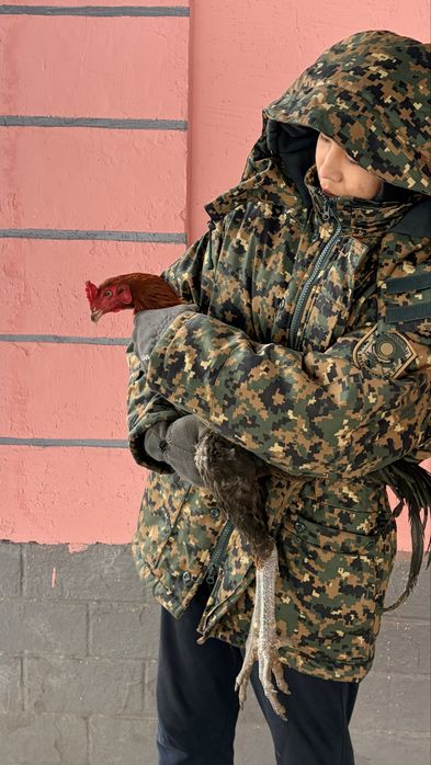 Дакан шөже сатылады