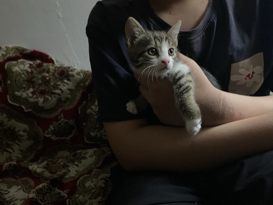 Котята бесплатно, домашние