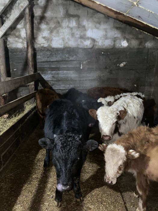 Продаю Телок, Крупно рогатый скот