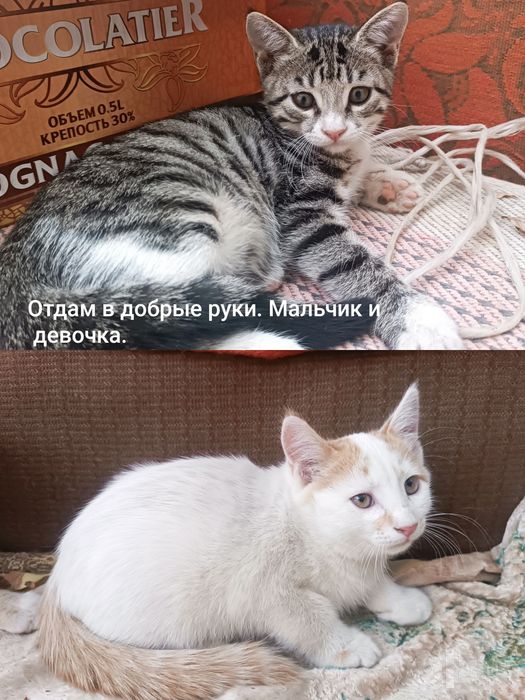 Отдам котят в добрые руки