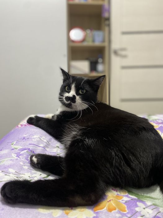 Вязка кота..ищем девушку)