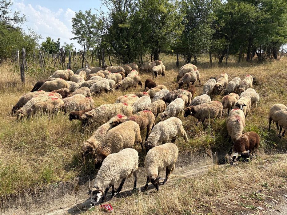 De vânzare oi tinere bune de lapte și de ținut carabase și turcane