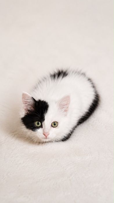 Котята ищут дом!