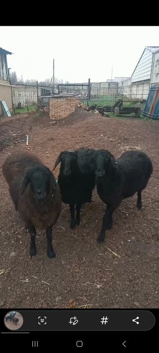 Куй кузи 3 та ургочи