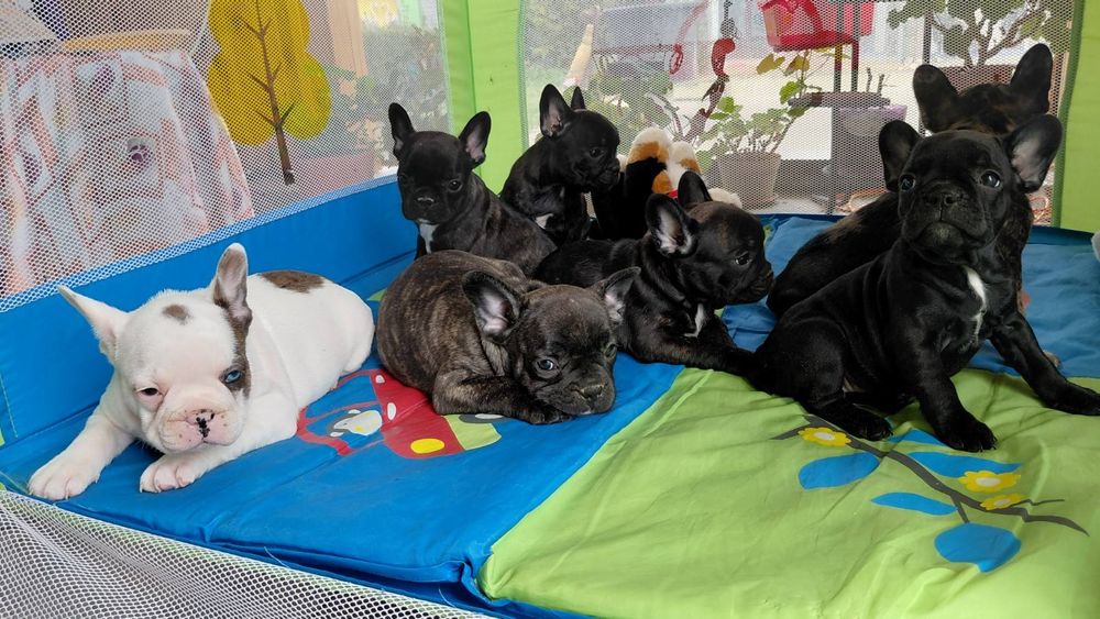 Френски булдог-булдочета