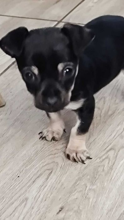 Продавам мини пинчер