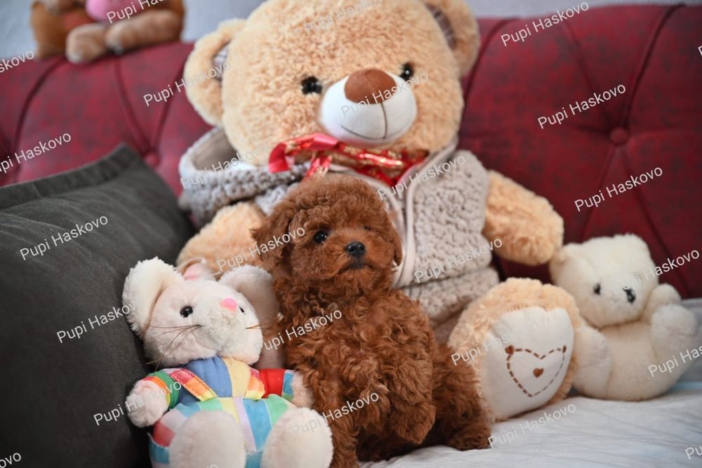Той Пудел [toy poodle] БАБХ лицензиран развъдник