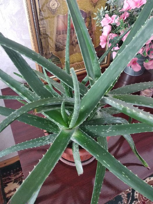 Aloe vera sotiladi