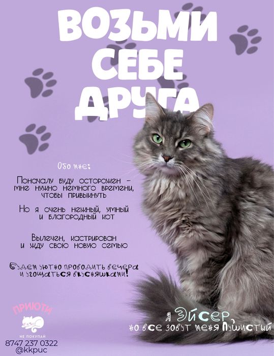 Кот котик в добрую семью