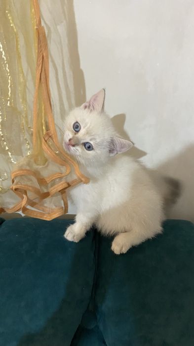 Продаются  котята