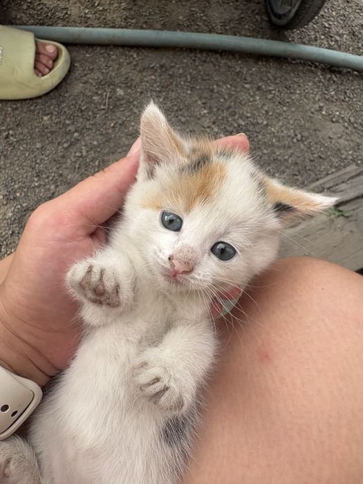Котятки ищут дом