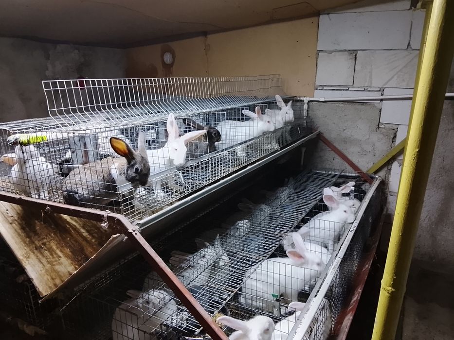 Vând iepuri hycole francez și Panon