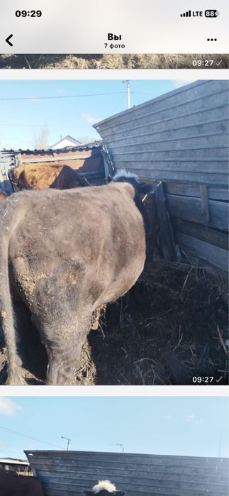 Продам быка справный стоит на откорме