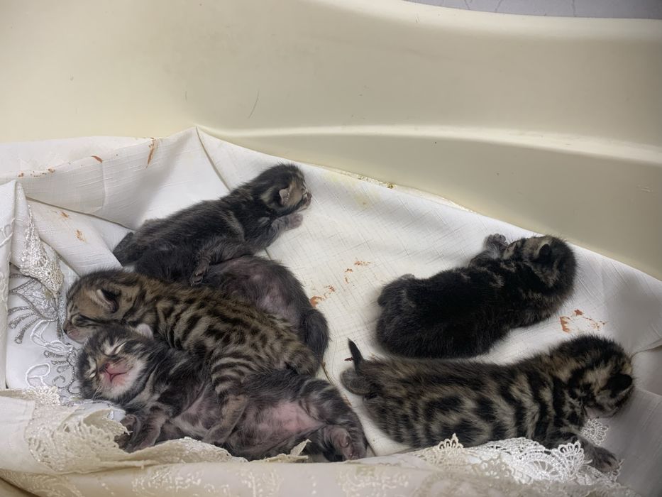 Toza zotli bengalskiy mushuk bolalari sotiladi