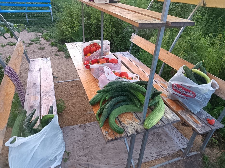 Продам помидоры и огурцы