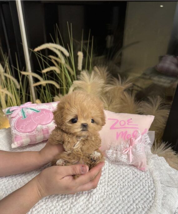 Собачка малитипу.