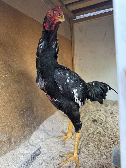 Дакан қораз байцовый