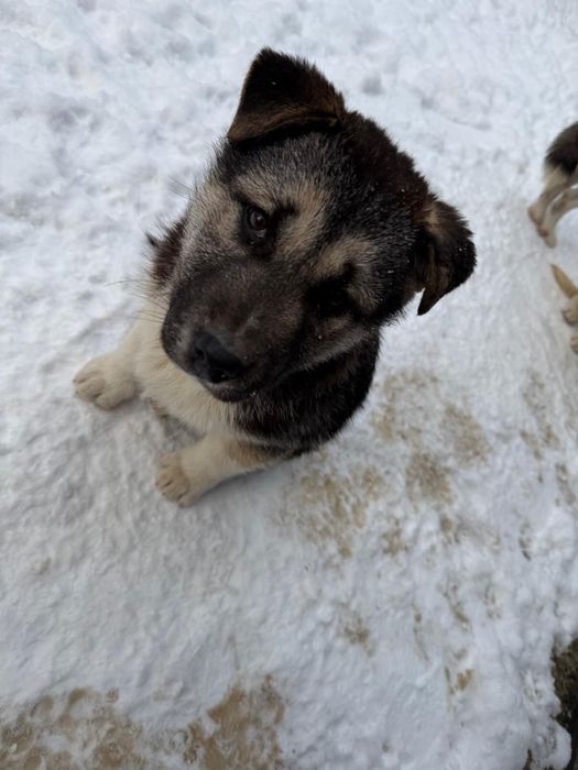 Se dau doi pui de husky