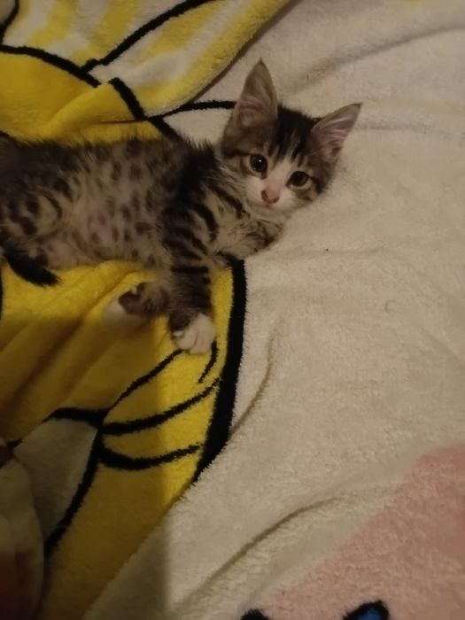 Кошечка в добрые руки