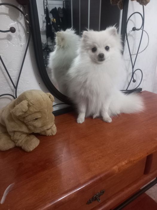 Померанский шпиц девочка!
