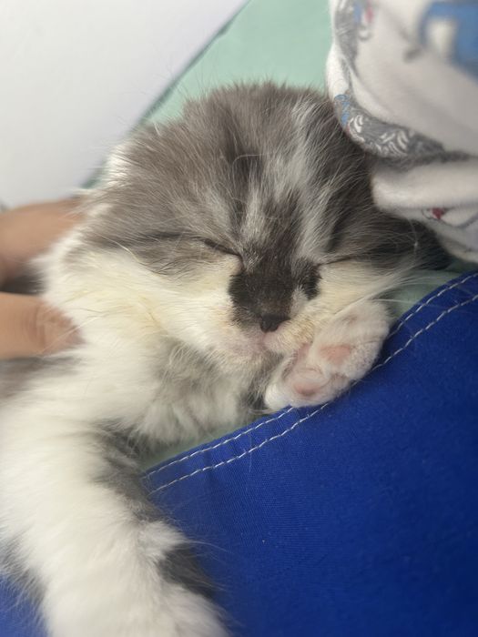 Продам котенка..