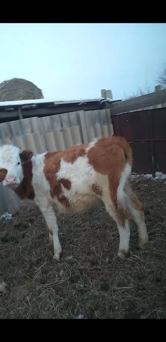 Продам 290000 нужны денги 1год телка