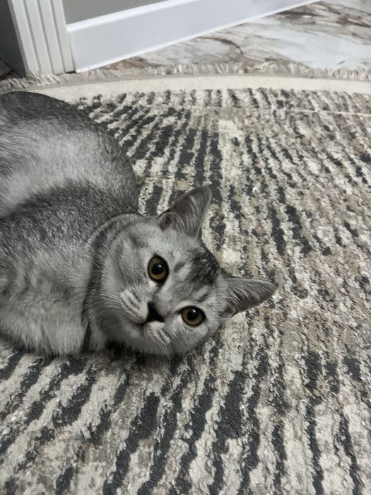 Ищем невесту, британку