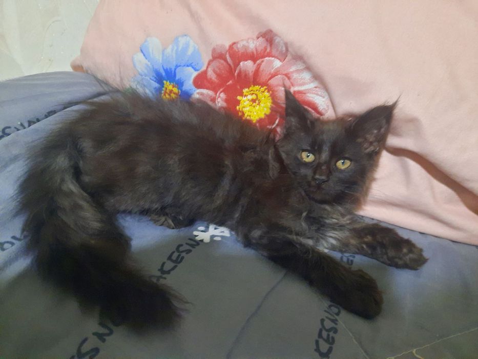 Мушук боласти сотилади 2 ойлик