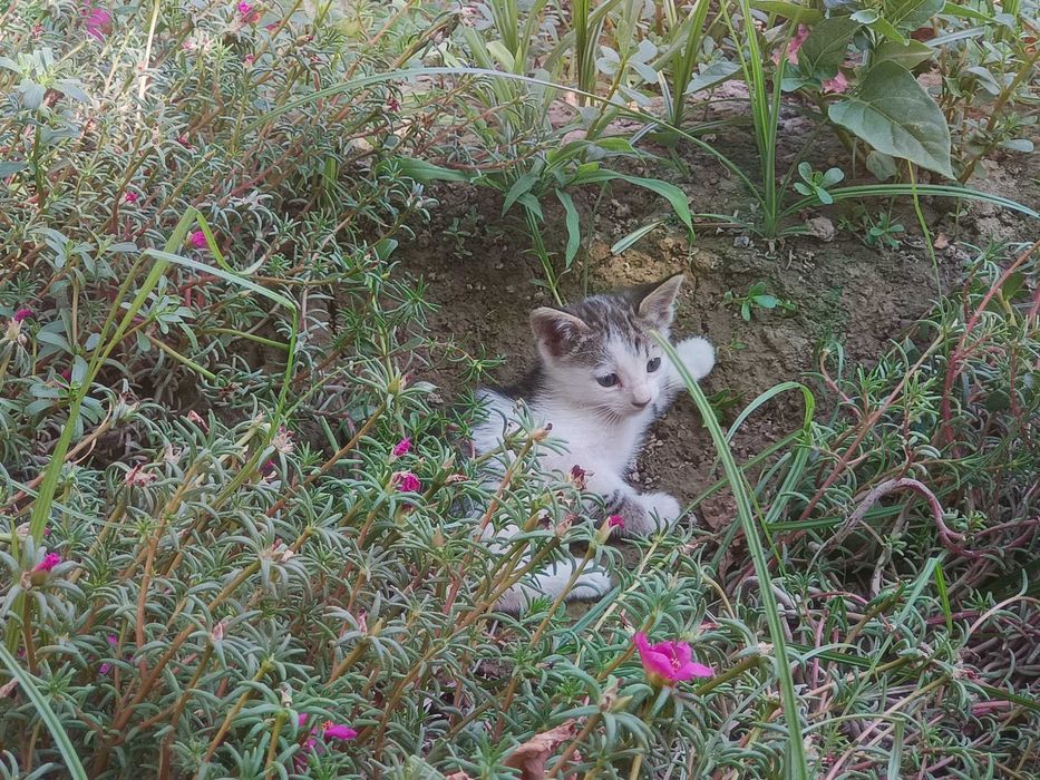 Кошечка домашняя, Мушуклар