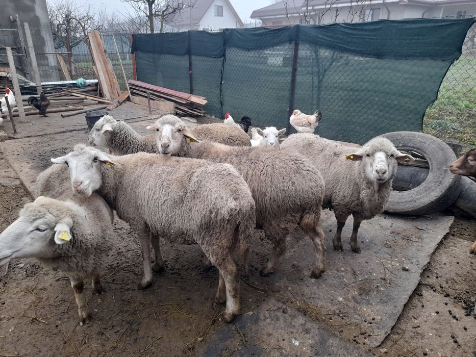 Oi gestație de vânzare