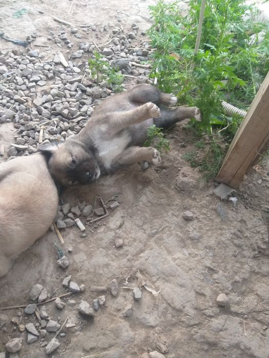 Щенки дворняжки.