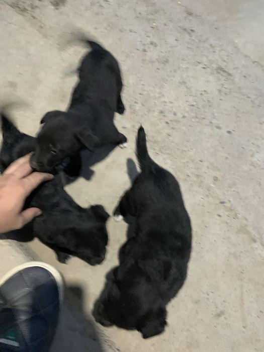 Отдам даром 3 шенят