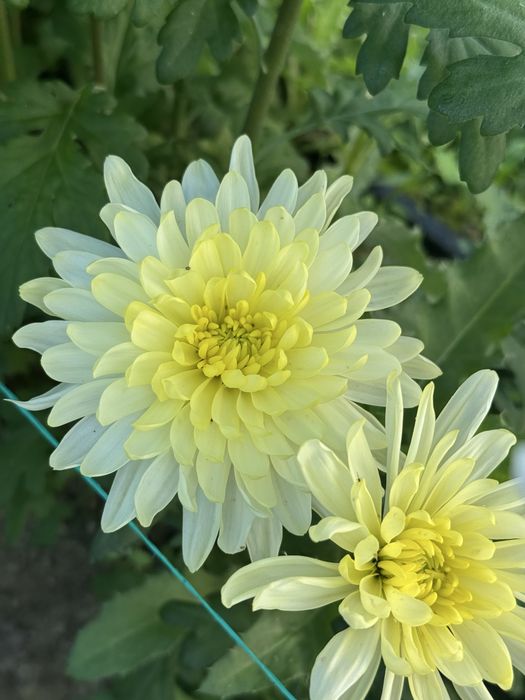 Хризантемы разных сортов