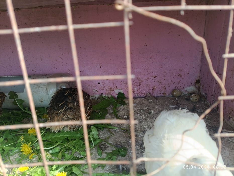 Бөдене сатылады..