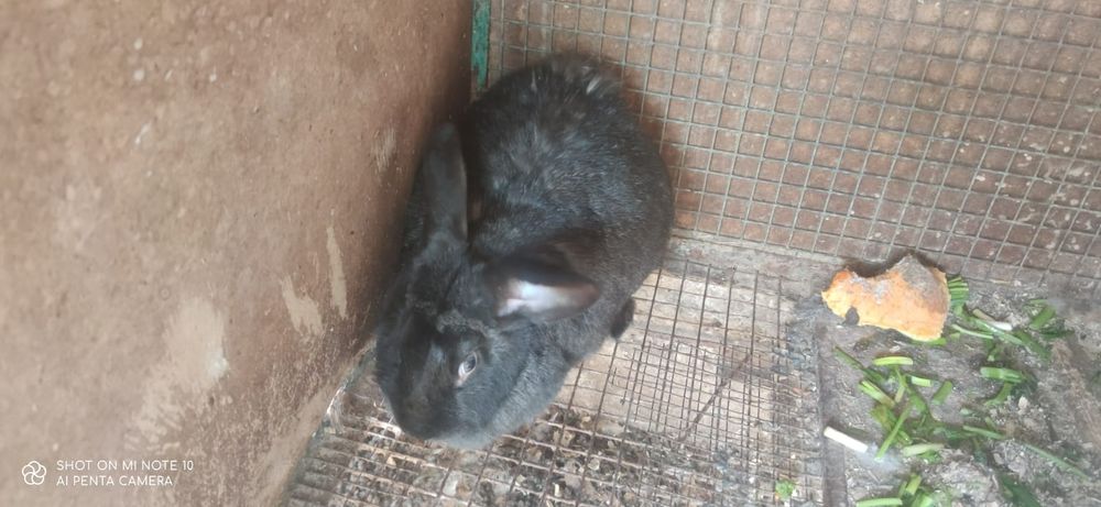 Продаю кроликов.