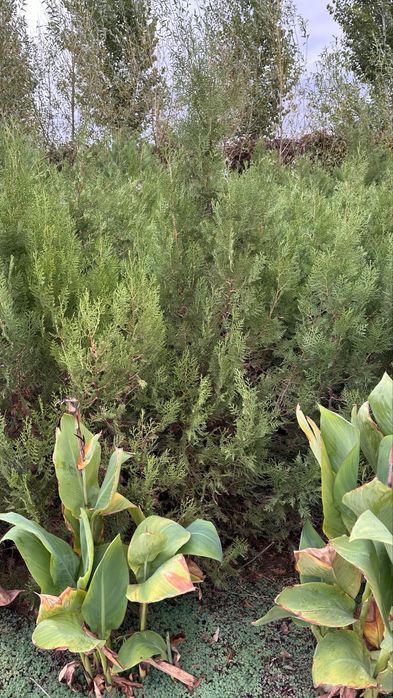 Елка туя кубанская